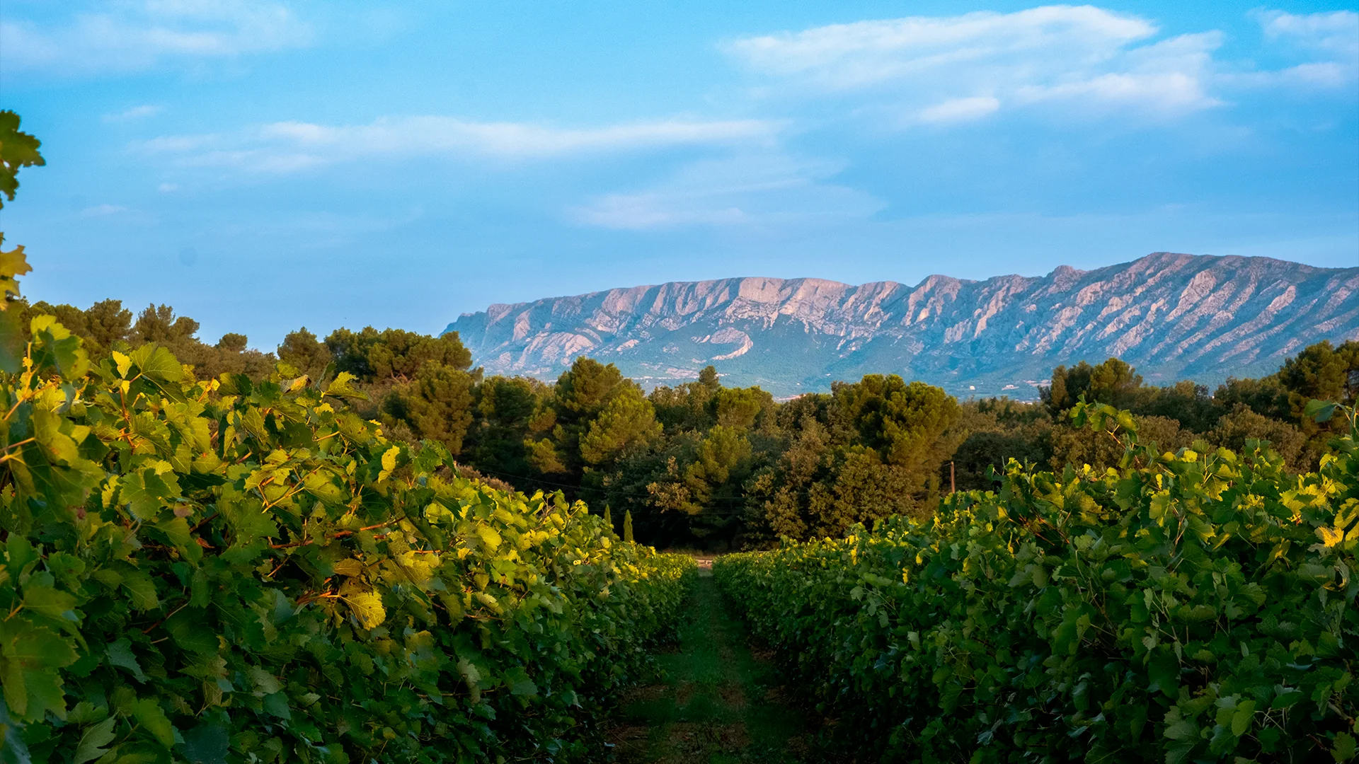 Clos La Neuve, fin de journée vendanges reportage — RAAD Studio de Création
